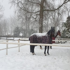 Bild%2012%20-%20Schneepferde