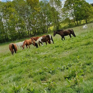 Bild%207%20-%20Wiesen