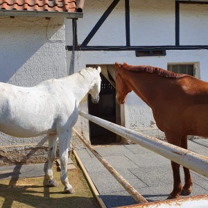 Bild%209%20-%20Paddocks